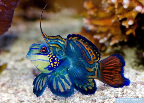 why-animals-do-the-thing:cool-critters:Mandarinfish...