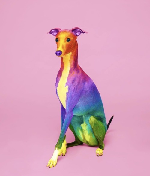 crossconnectmag:Photo based digital colored animals by Space...