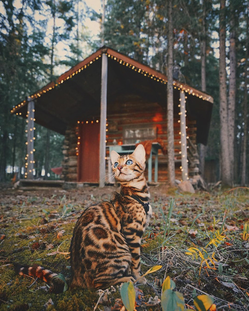 culturenlifestyle:Beautiful Bengal Cat Suki Adds Magic With Her...