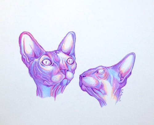 marianicoleart:Sphynx Catsprismacolor pencilsFor more, follow...