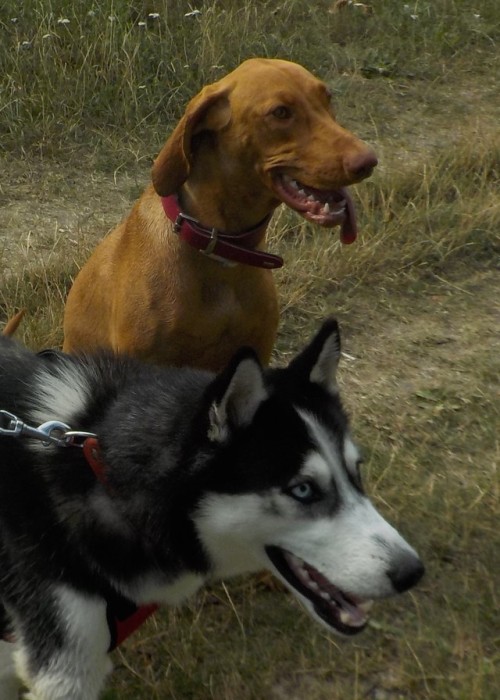 thorthehusky:Thor and Elza