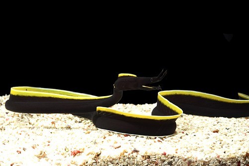 end0skeletal:The ribbon eel or Bernis eel, is a species of...