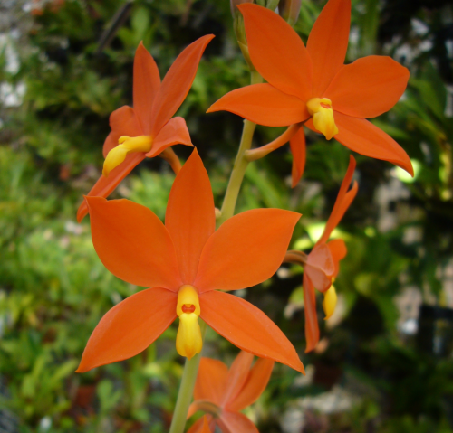 Orchid-a-Day, Prosthechea vitellina Syn.: Encyclia...