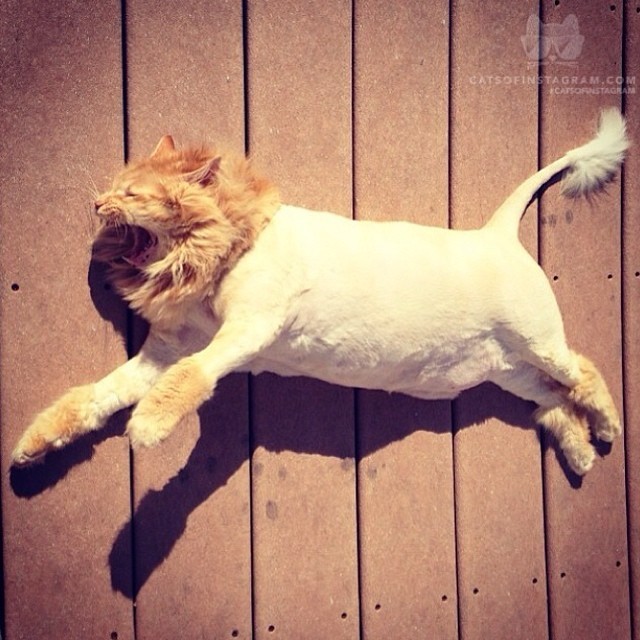 Cats of Instagram | Daily doses of original, cute, cat photos