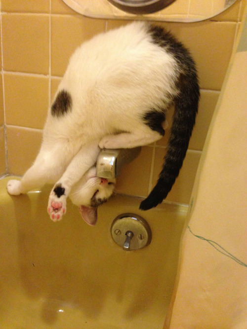 awesome-picz:Hilarious Examples Of Cat Logic