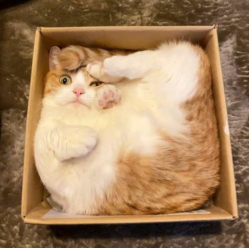 bringmecatsposts