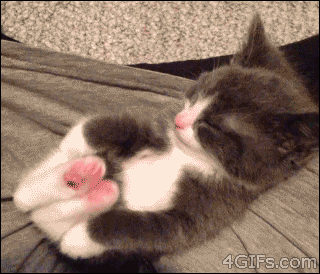 cute-overload: