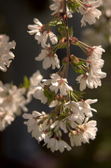 Cherry Blossoms in Fairmount Park