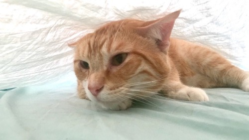 derpycats:Ronald Weasley loves to cuddle under the covers in the...