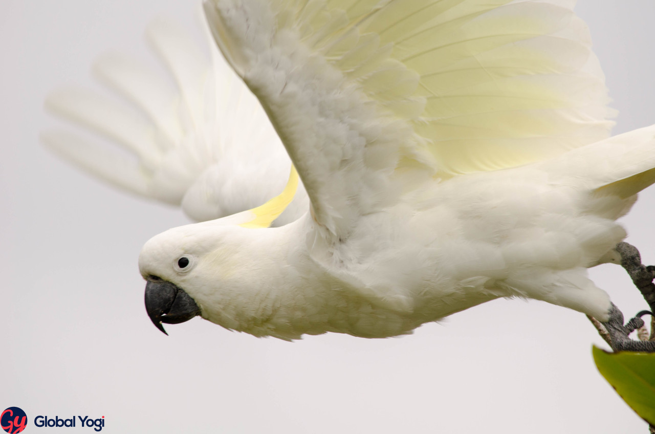 GlobalYogi — Sulphur-crested cockatoo The sulphur-crested...