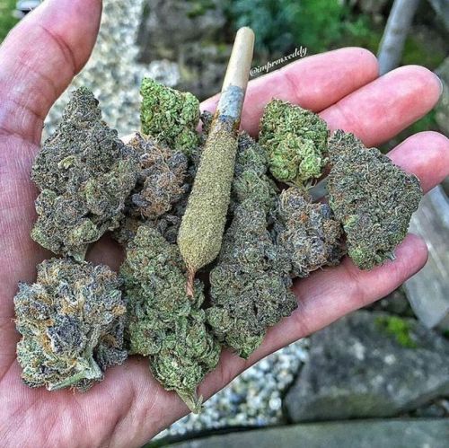 cheese kush | Tumblr