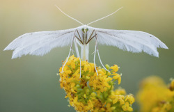 @Spiders And Beetles And Moths, Oh My!