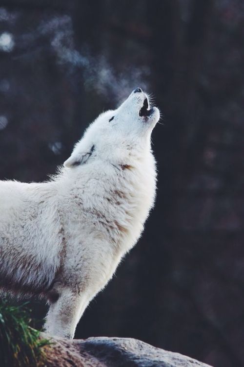 howling wolf on Tumblr