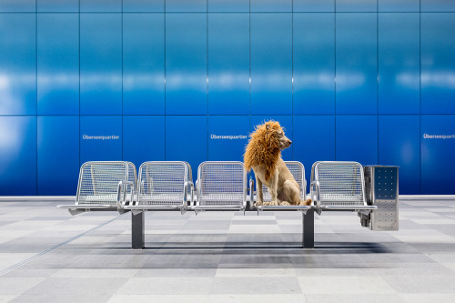 escapekit:Big City Lion5 years ago on a photoshoot in Spain,...