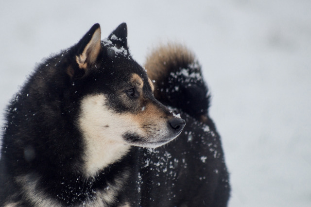 Höllenhunde