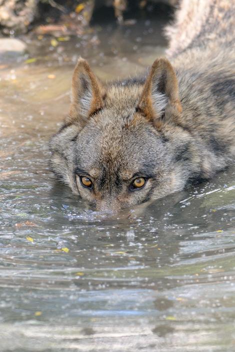 By Antonio Antonucci Italian wolf (Canis lupus... - The world of wolves