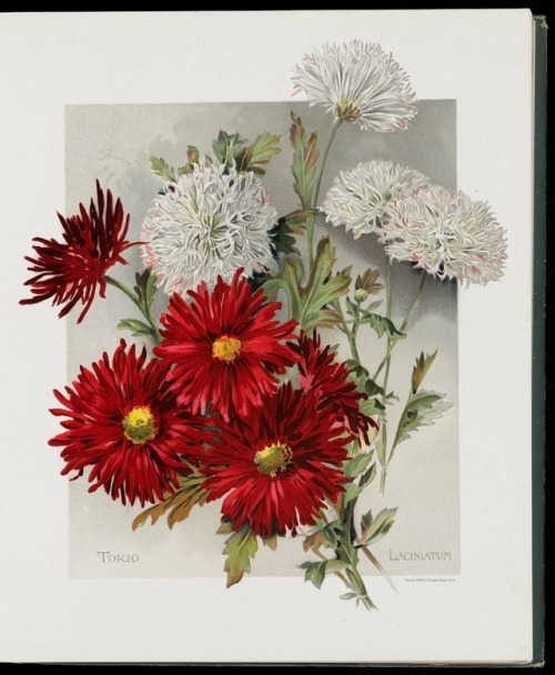 heaveninawildflower:Illustrations of Chrysanthemums taken from...