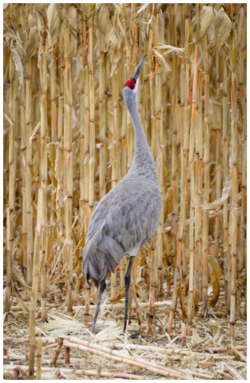 fatchance:Sandhill cranes (Antigone canadensis), at Bosque del...