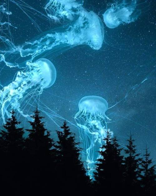 sound-dream:Psychedelic surrealist art jellyfish