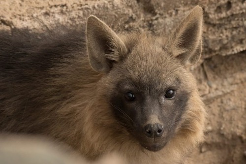 luffik:I just discovered that brown hyenas exist and I am...