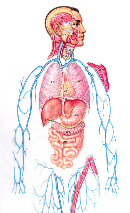 sutured-infection:Transparent anatomy plate, mid-twentieth...