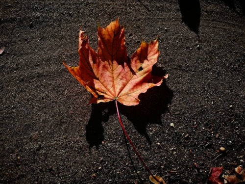 #leaf #plant #autumn #mapleleaf #flora #tree #spring #soil #warm...