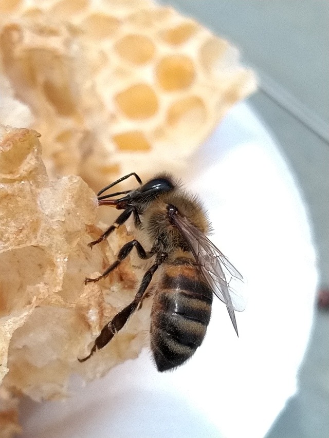 Baby's First Bees!!! Just Got My First Bees Ever, - Zinkyufox