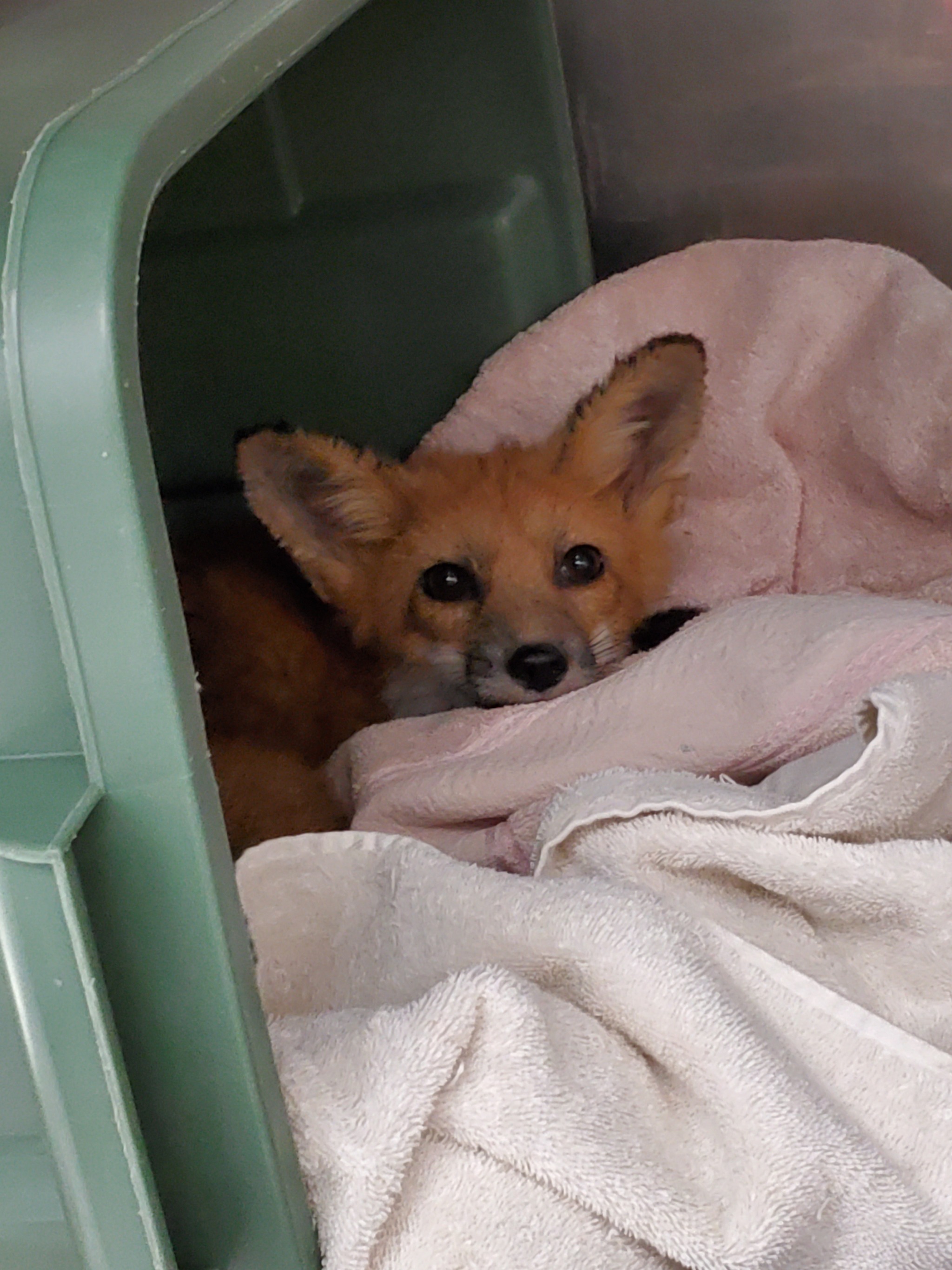 Sleeping juvenile red fox