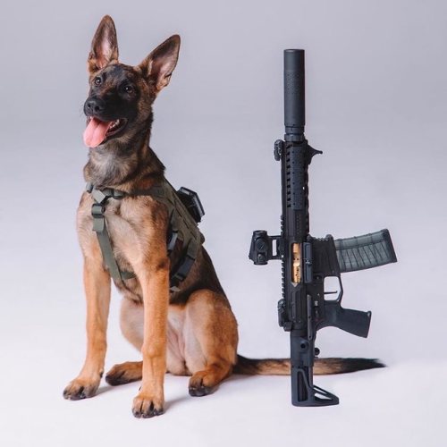 guns & puppies