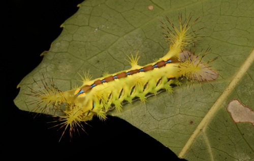 sinobug