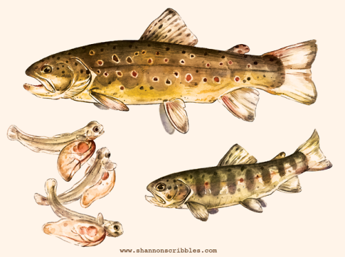 Happy Fish Friday!  Here are the Hellabrunner Mühlendorf brown...