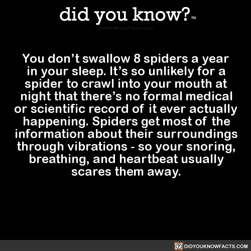 you-dont-swallow-8-spiders-a-year-in-your-sleep