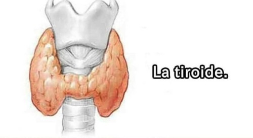 Es sin tiroides vivir como