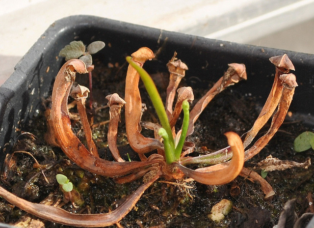 dormancy-give-your-plants-a-break-i-ve-been-growing-carnivorous