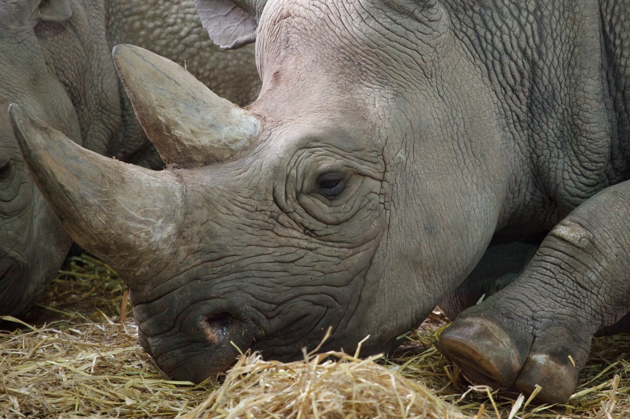 rhinoceros meaning