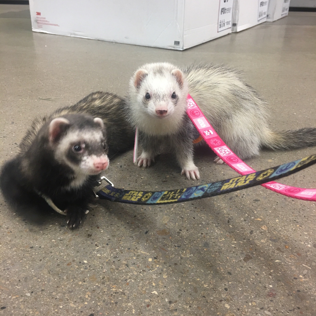 Wizard of Paws Wildlife Education Inc. — My adorable ferrets Caboose ...