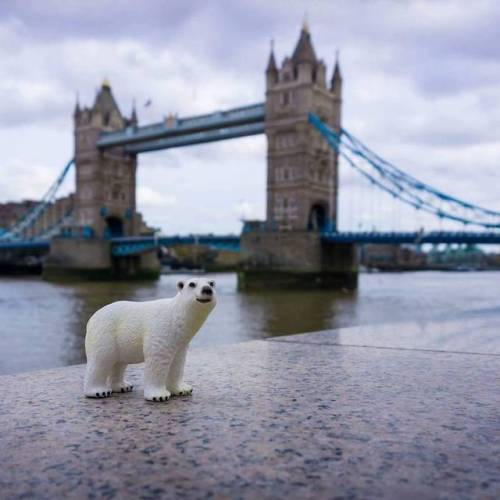 A Bear in London #bear #london #uk #travel (at London, United...