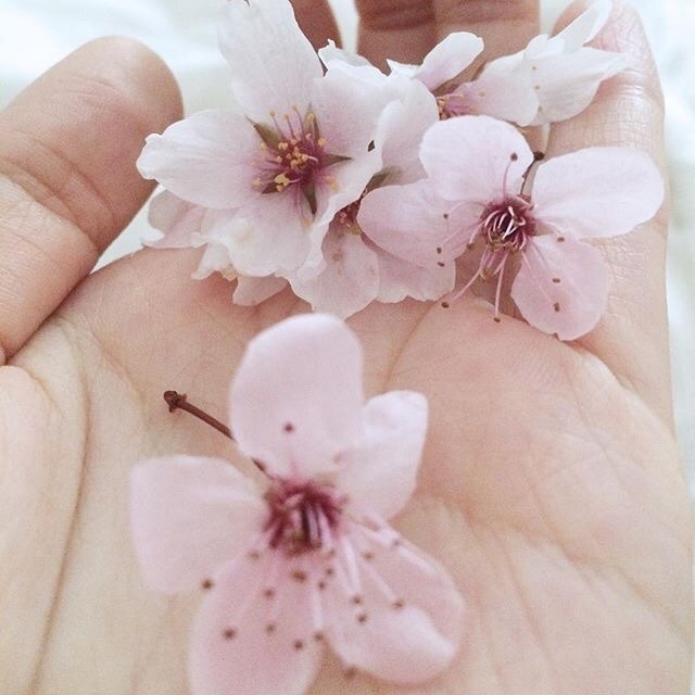 sakura aesthetic on Tumblr