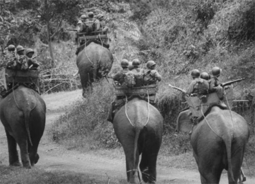 South Vietnamese War Elephants on patrol in the Central Highlands, 1962 [1000x723] Check this blog!