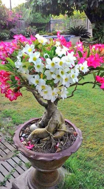 Flowers of Bonsai tree.