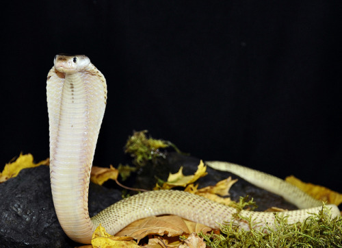 exotic-venom:(Naja sumatrana) Equatorial spitting cobra