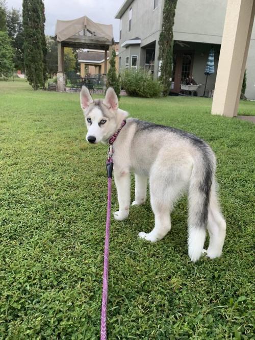 puppiestotherescue