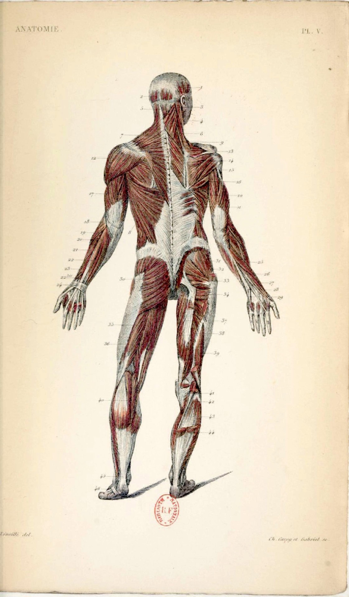 Anatomy pictures. Анатомия человека. Человек без кожи анатомия. Анатомический атлас человека.