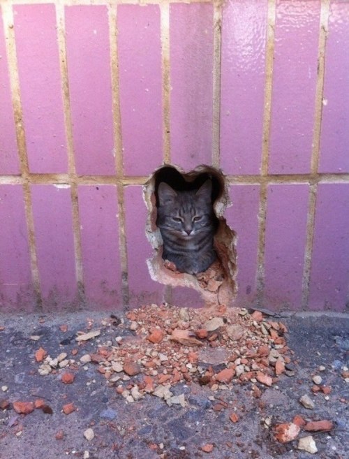 keepcalmimspidey:almostcrazycatlady98:Cats Being Catsi...