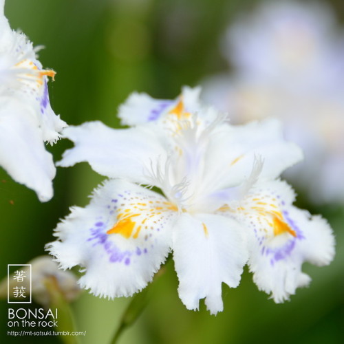 シャガ（射干、著莪）SHAGA, Iris japonica (fringed iris, butterfly...