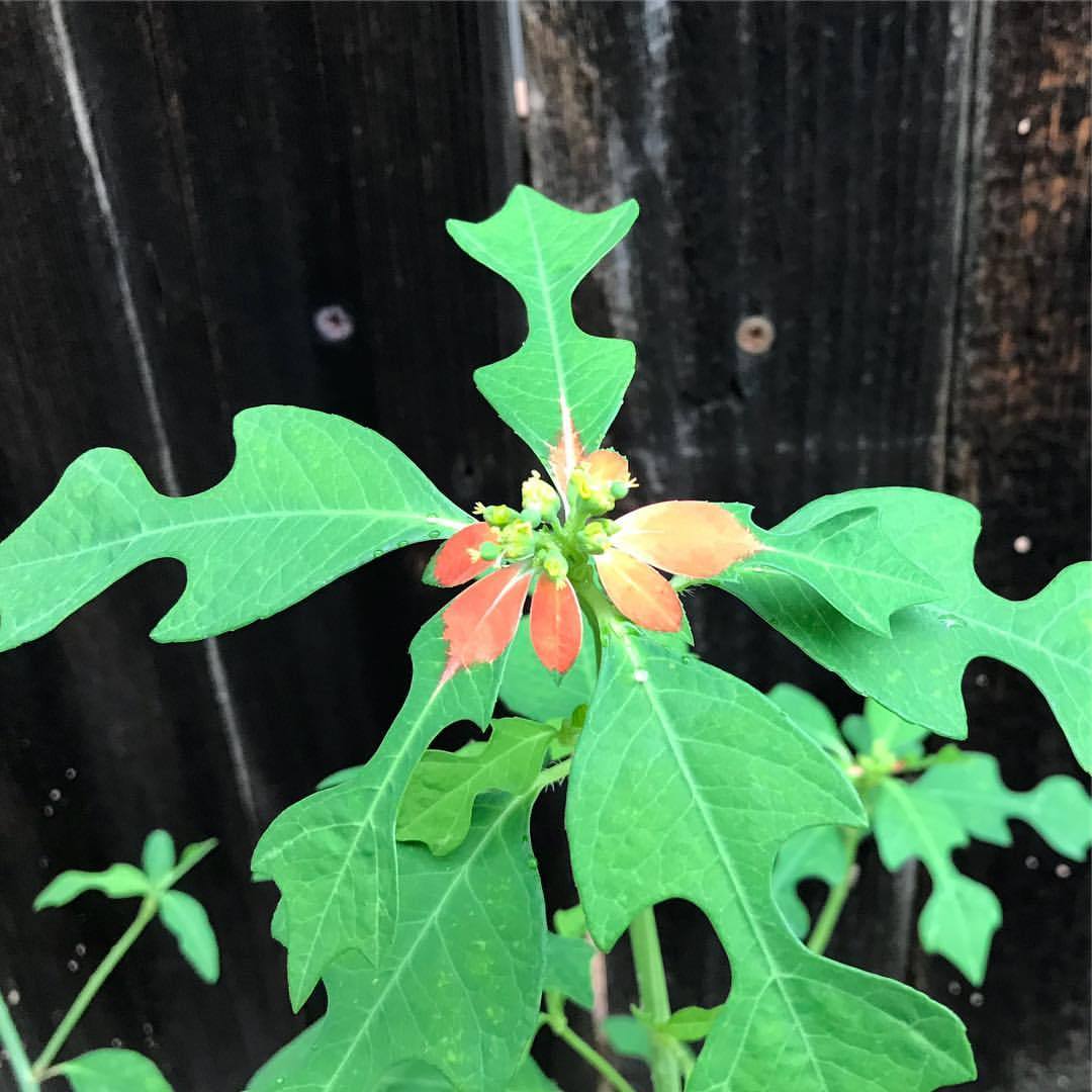 Tucson Progressive — I bought a native poinsettia plant at