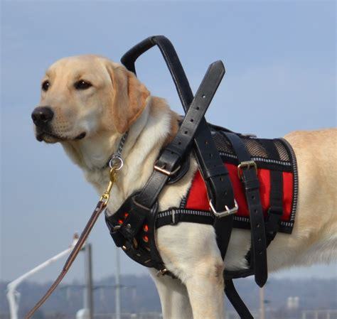 bossyheifer:September is National Service Dog Awareness...