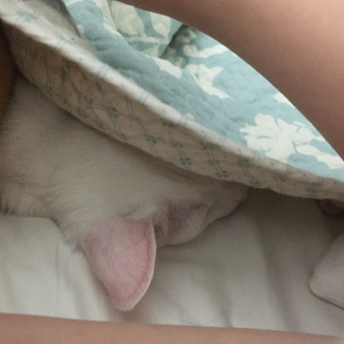 pangur-and-grim:woke up at 2am & found a tiny cat beside...