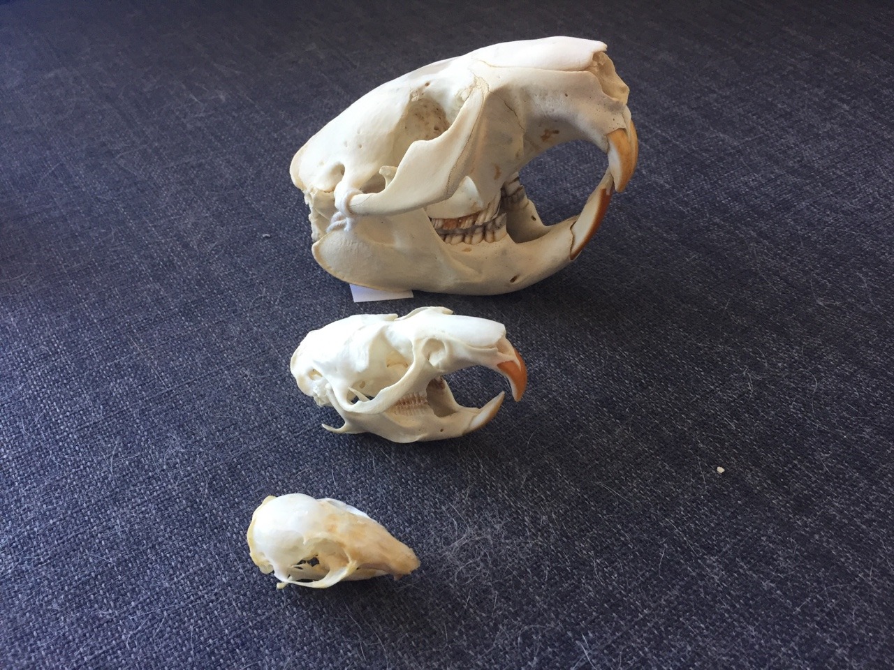 Rodent Skull Identification Chart