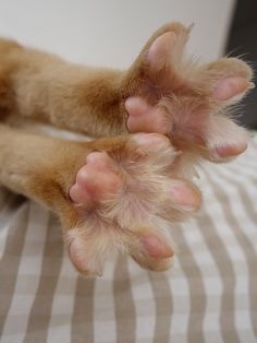 coolcatgroup:coolcatgroup:When cats stretch and spread their little toebeans out, reblog if you...